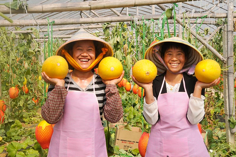 村民家家戶戶種植大棚，走出了一條靠大棚種植發(fā)家致富的康莊之路。