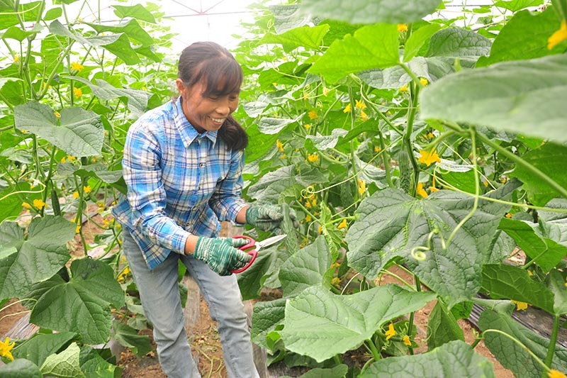 大力發(fā)展果蔬大棚等設(shè)施規(guī)模化產(chǎn)業(yè)，種植青瓜、哈密瓜、辣椒、西紅柿等農(nóng)作物。