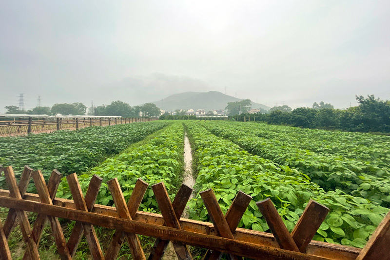 產(chǎn)業(yè)興旺。