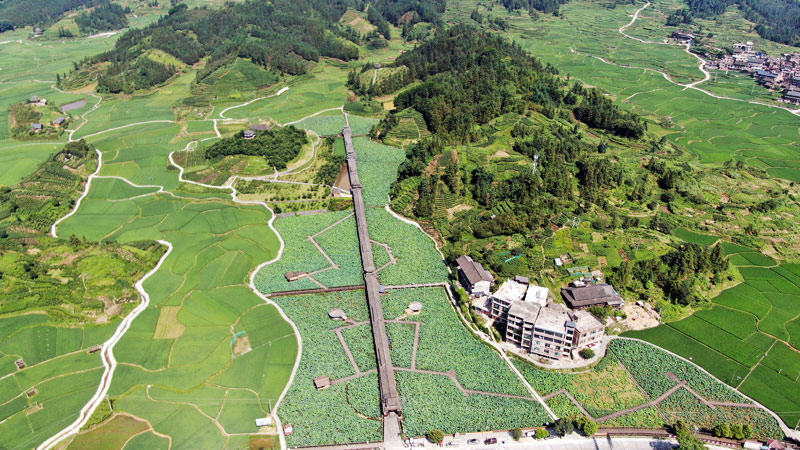 七月的和里村。