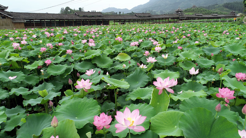 和里荷花。