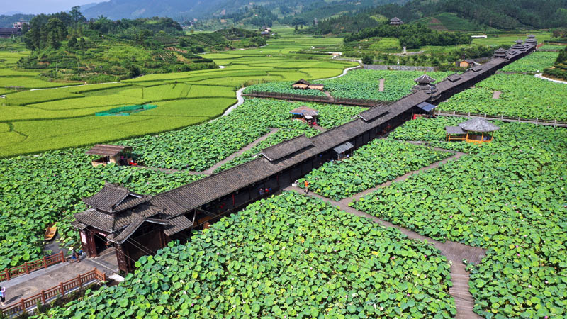 和里荷花長廊。