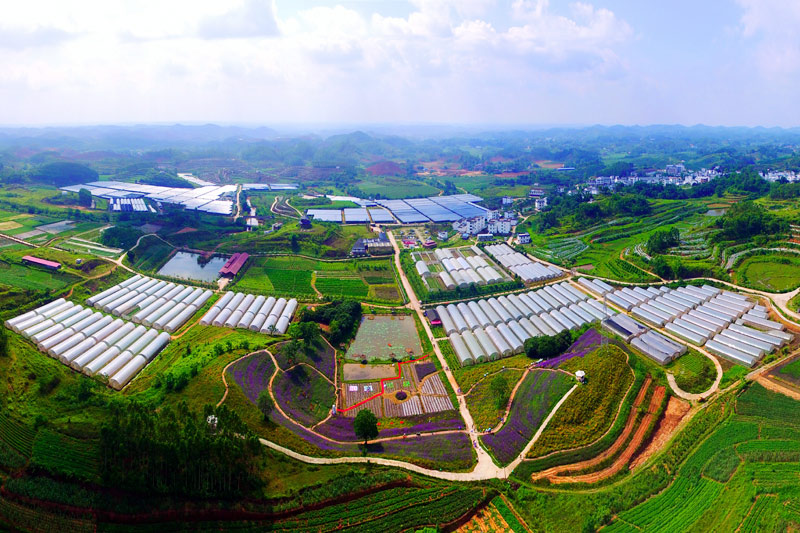 百圣美川特色農業(yè)助農致富。