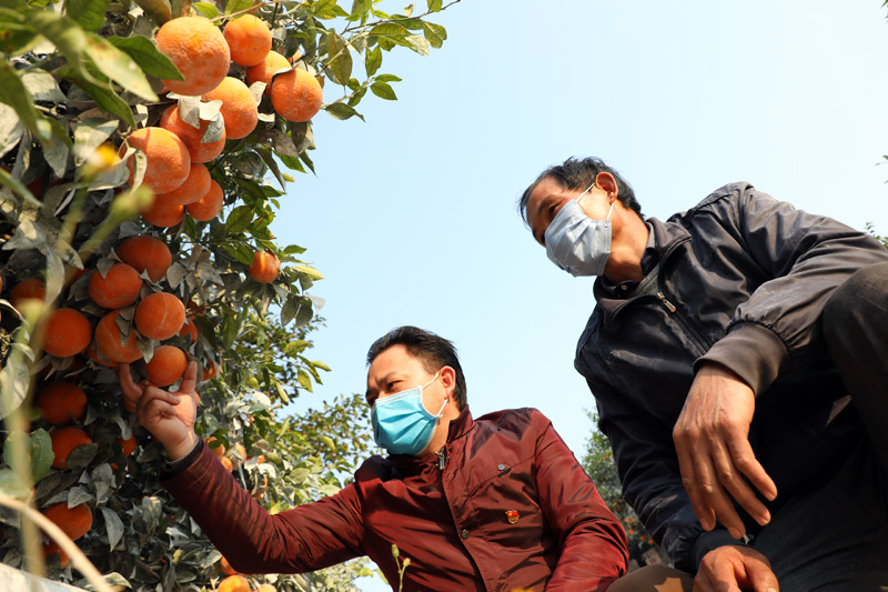 在那馬鎮(zhèn)壇板坡沃柑種植基地，黃澄澄的沃柑掛滿枝頭。