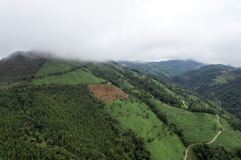 獼猴桃產(chǎn)業(yè)園。