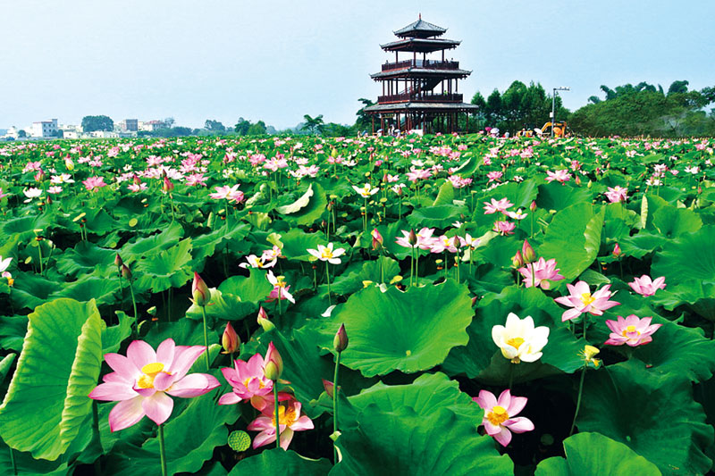 覃塘區(qū)“荷美覃塘”蓮藕產(chǎn)業(yè)（核心）示范區(qū)。