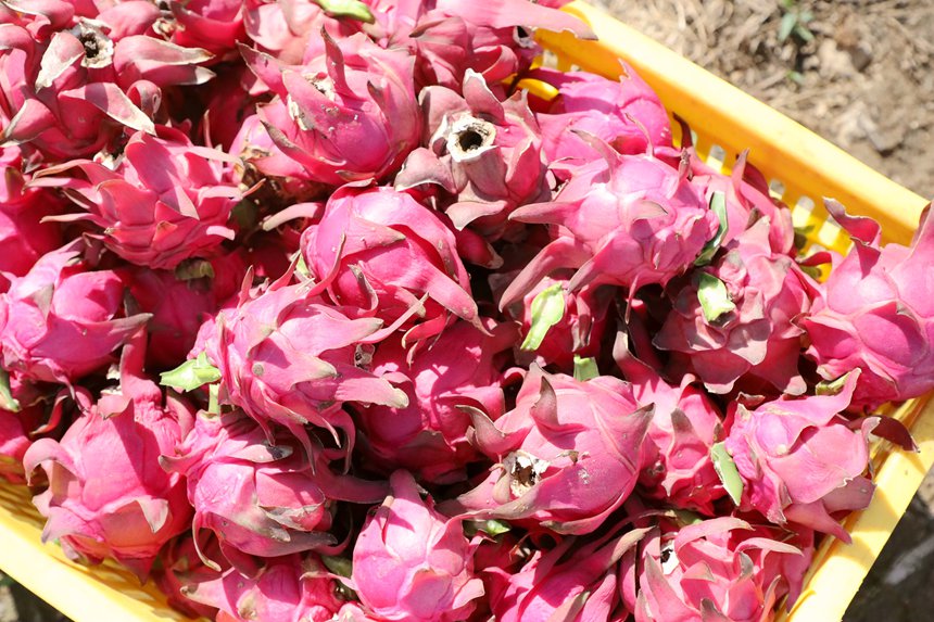 新鮮采摘的火龍果。