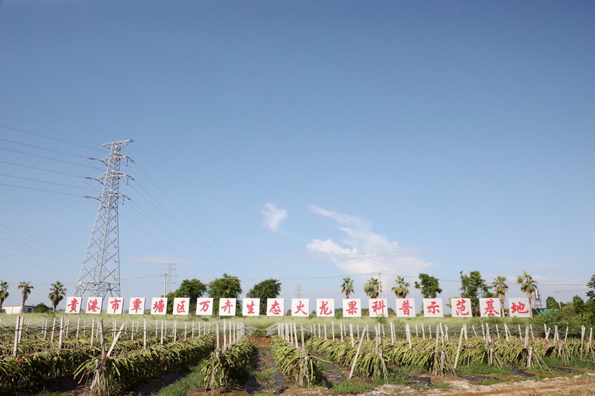 火龍果基地。