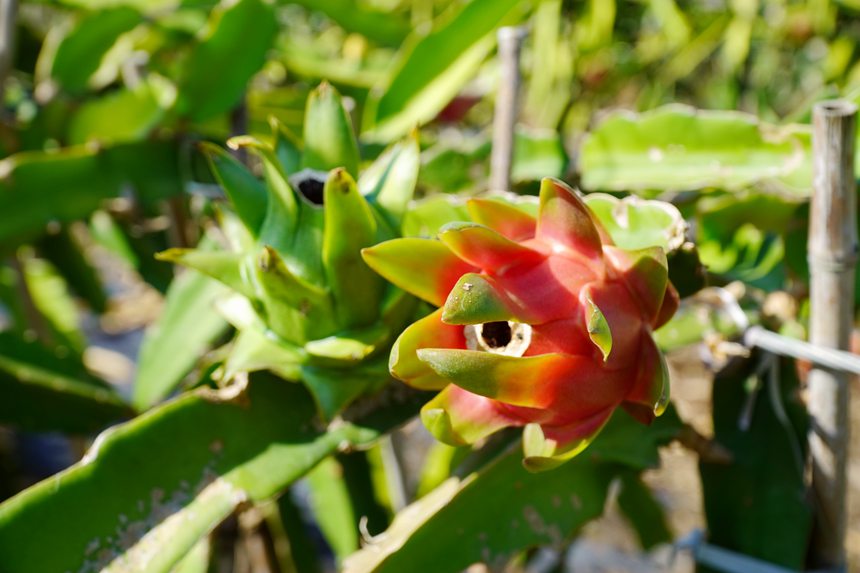 即將成熟的火龍果。