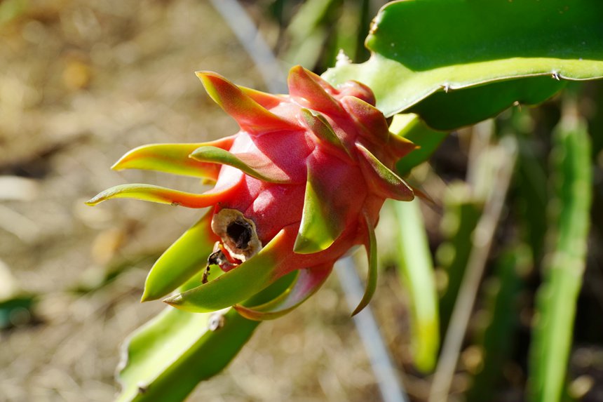 即將成熟的火龍果。