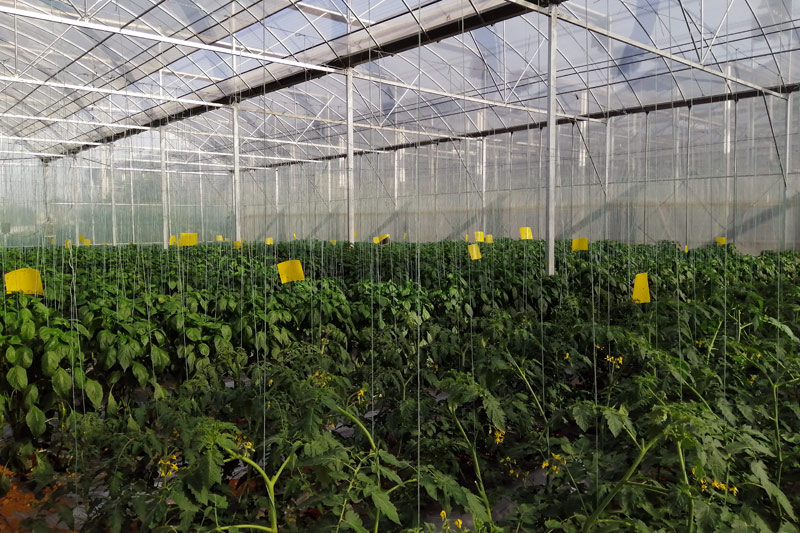 平桂區(qū)羊頭鎮(zhèn)大棚蔬菜。