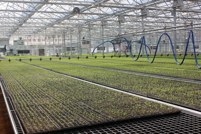 平桂區(qū)設施蔬菜智能化育苗基地。