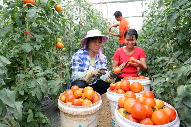 平桂區(qū)羊頭鎮(zhèn)龍山村設施蔬菜豐收景象。