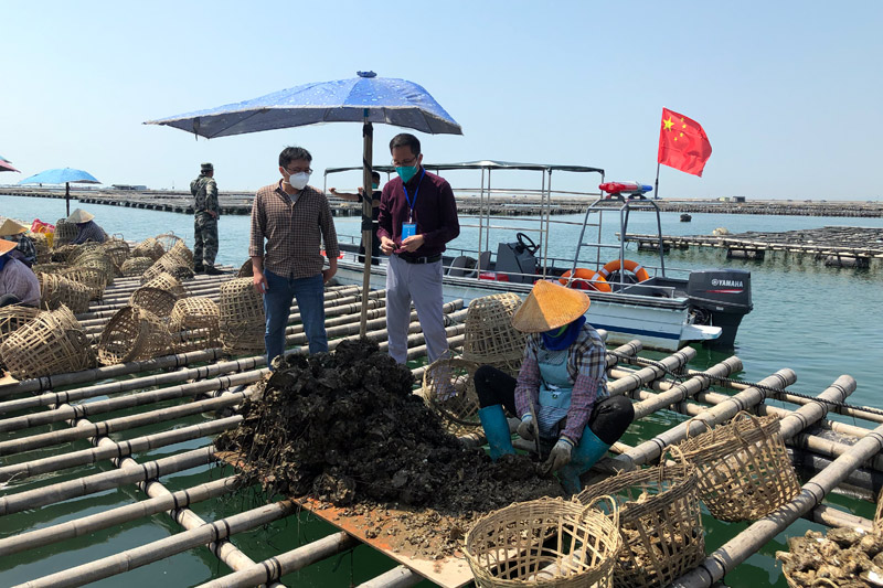 竹山村生蠔養(yǎng)殖。