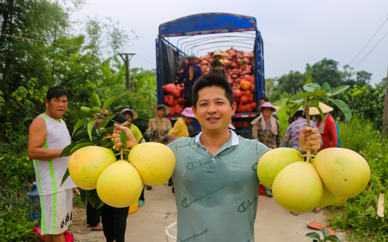 果農(nóng)在展示采摘下來(lái)的三紅蜜柚。