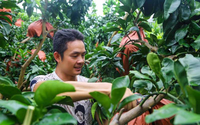 果農(nóng)正在采摘成熟的三紅蜜柚。