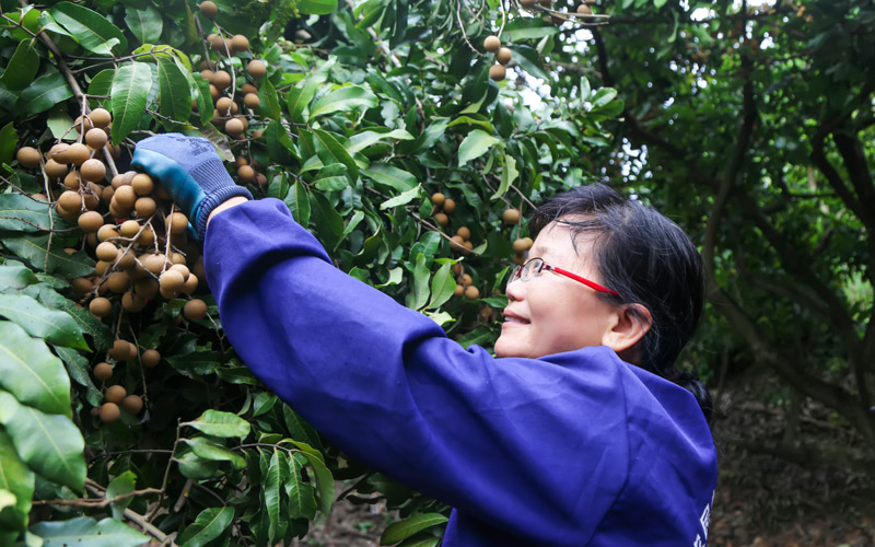 果農(nóng)忙著采摘龍眼，臉上洋溢著豐收的喜悅。  