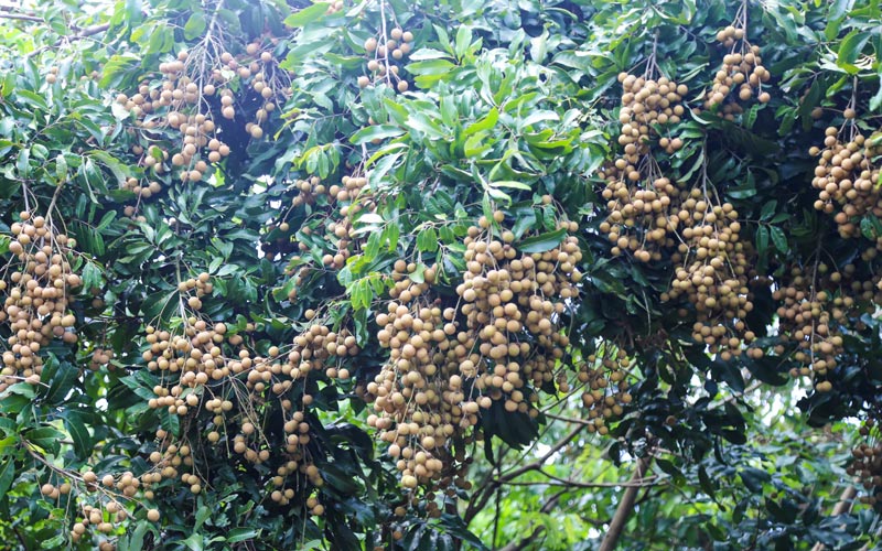 龍眼樹上串串果實(shí)壓彎了枝頭。