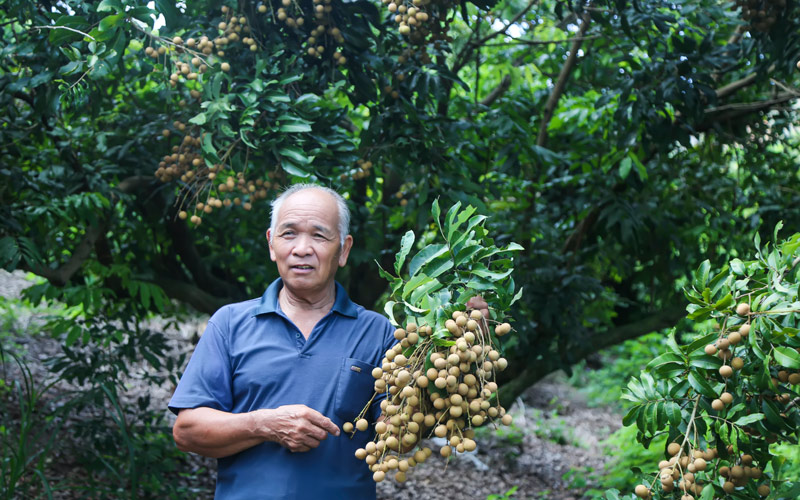 果農(nóng)在采摘龍眼。
