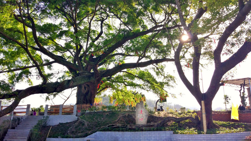 富萬村千年古樹連心樹。