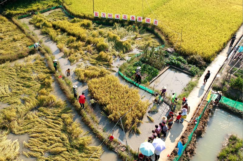 富萬村禾花魚養(yǎng)殖點。