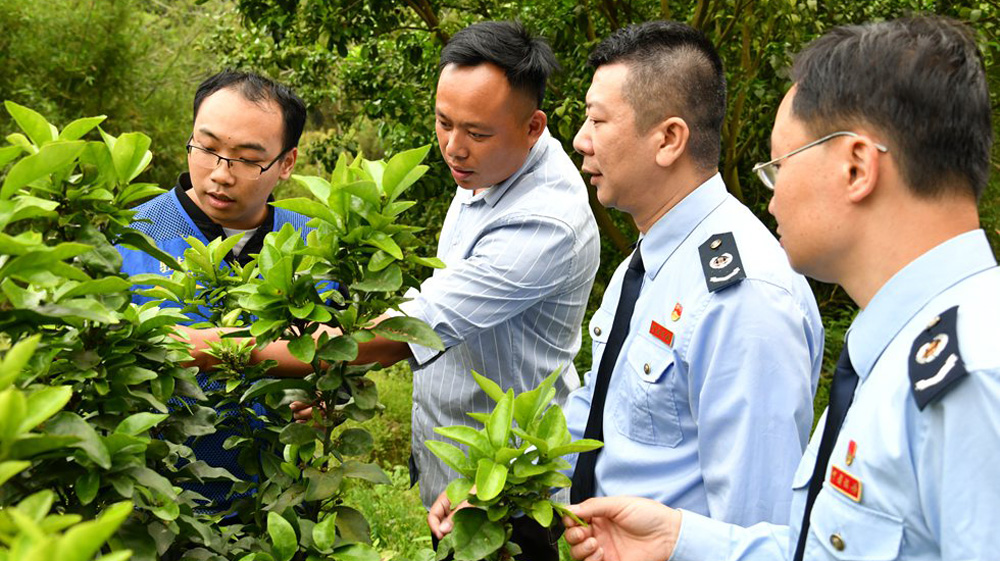 長(zhǎng)洲區(qū)稅務(wù)局助力鄉(xiāng)村振興長(zhǎng)州區(qū)稅務(wù)局黨委在企力鞏固脫貧攻堅(jiān)成果同時(shí)，積極發(fā)揮稅收職能作用，實(shí)現(xiàn)了鄉(xiāng)村面貌的精彩蝶變。