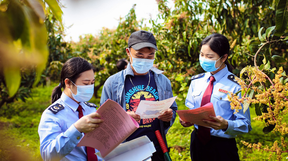 芒果興，鄉(xiāng)村振興產(chǎn)業(yè)興則百業(yè)興。在百色市田東縣，芒果產(chǎn)業(yè)作為鄉(xiāng)村振興的重要“助推劑”，一頭連接著農(nóng)民的“錢袋子”，一頭連接著消費(fèi)者的“果籃子”。