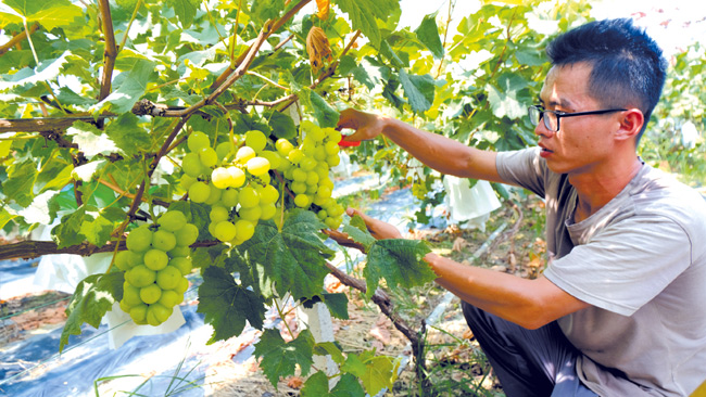 村民在定西村合作社的葡萄園里采摘陽(yáng)光玫瑰葡萄。記者劉增璇攝