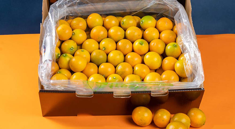 融安金桔廣西融安螞蟻農(nóng)業(yè)發(fā)展有限公司成立于2018年，現(xiàn)有融安金桔標(biāo)準(zhǔn)化智慧基地300畝，產(chǎn)業(yè)聯(lián)合體基地3000畝。