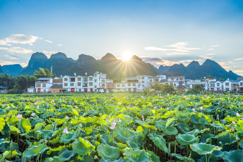 中渡祥荷鄉(xiāng)韻。