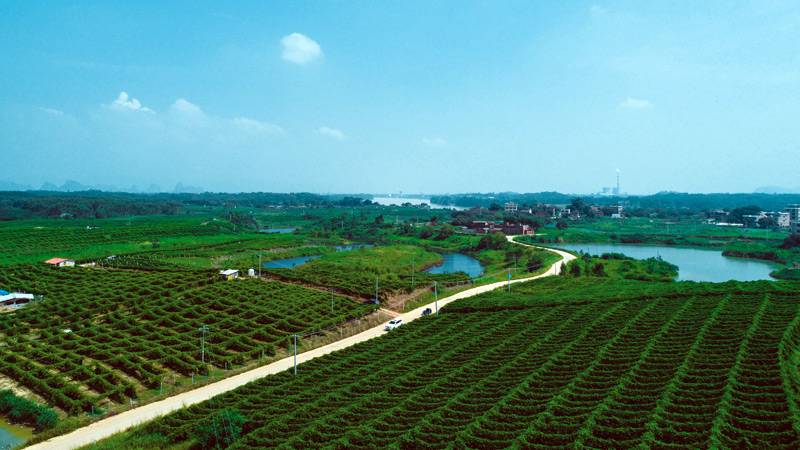 沖口百香果種植園。