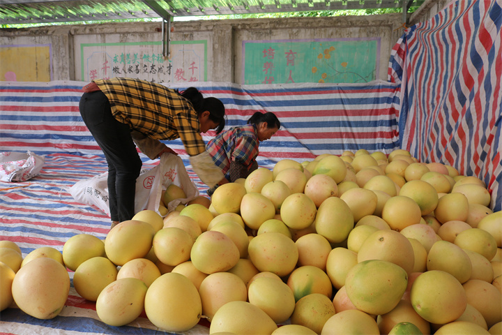 工人們正在將采收的柚子打包裝運(yùn)。橫州市融媒體中心供圖
