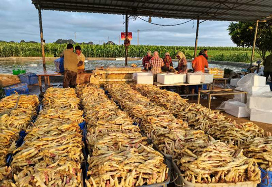 從地里拉回來(lái)的生姜等待清洗。