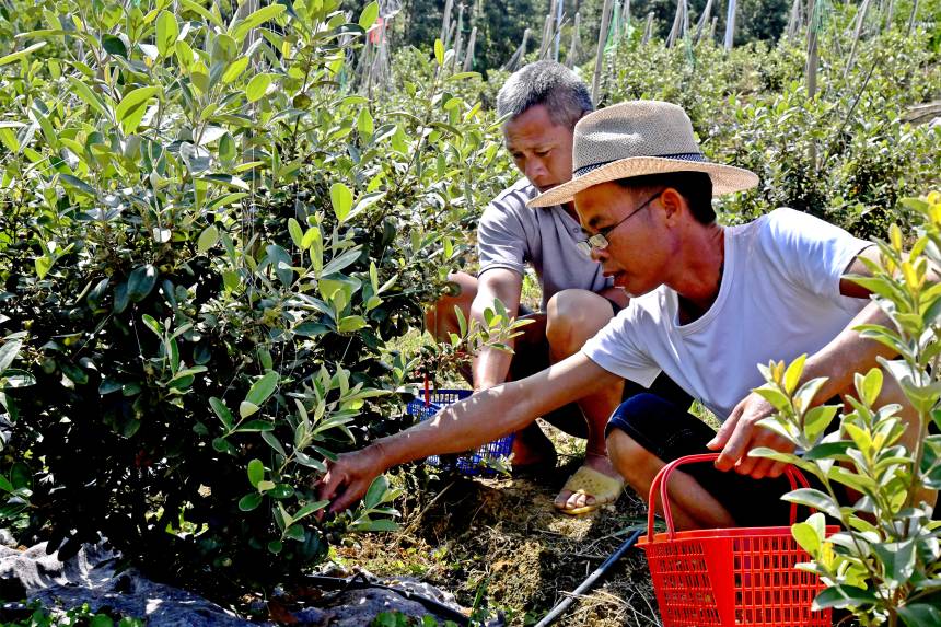 工人們正在采收捻子。金秀瑤族自治縣融媒體中心供圖