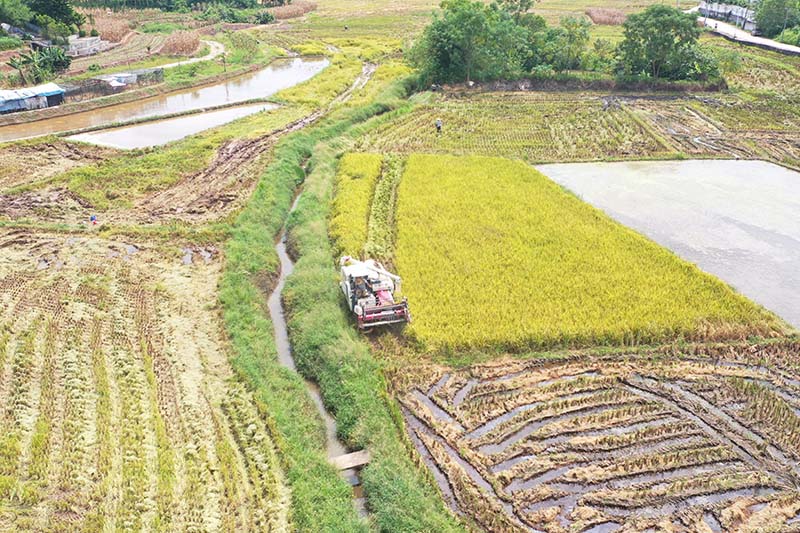 港南區(qū)橋圩鎮(zhèn)新華村組織力量抓“雙搶”。徐智堅(jiān)攝