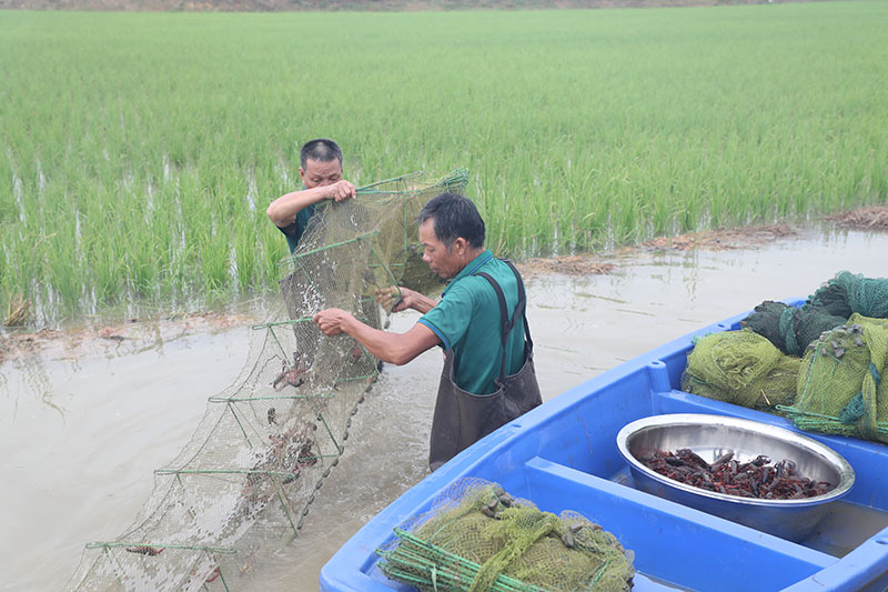 工人在稻蝦田里收獲稻蝦。徐智堅(jiān)攝