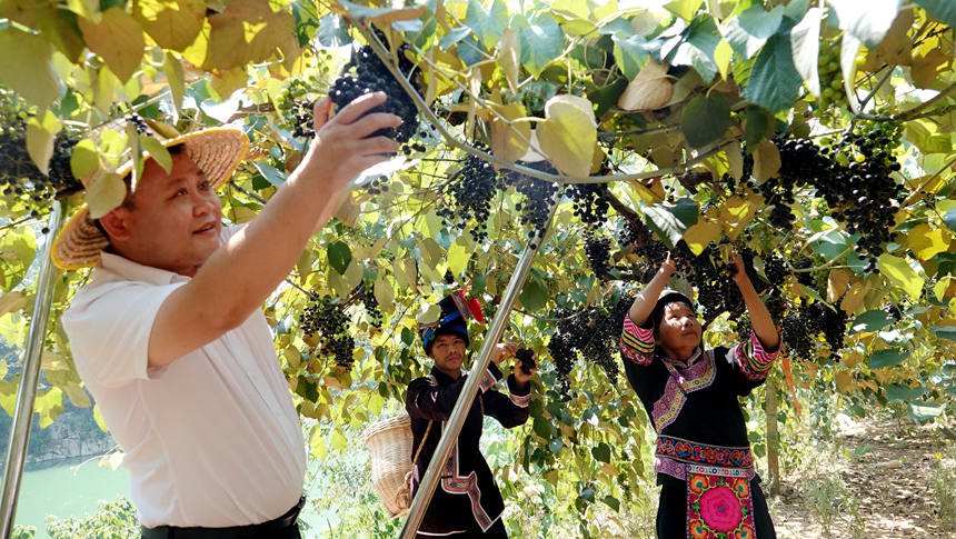 9月7日，廣西都安瑤族自治縣安陽鎮(zhèn)群眾采摘成熟的毛葡萄。高東風攝