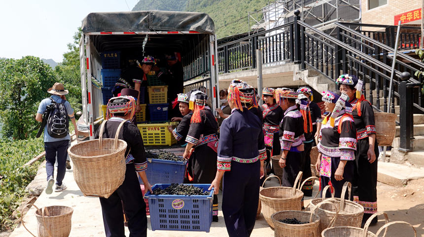 9月7日，廣西都安瑤族自治縣安陽鎮(zhèn)陽安社區(qū)群眾在銷售毛葡萄。高東風(fēng)攝