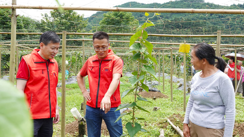 十年堅守 中醫(yī)藥科技特派員助力鄉(xiāng)村振興