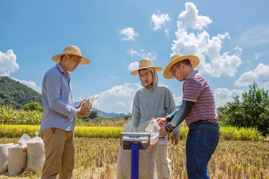 農(nóng)技人員將脫粒后的稻谷裝袋過秤。李世華攝