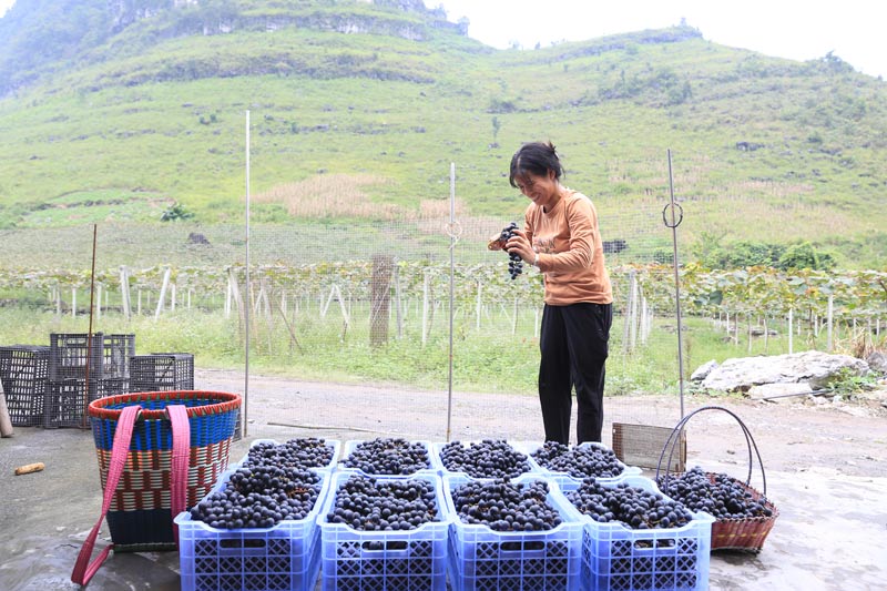 圖為:環(huán)江縣明倫鎮(zhèn)豪洞村貧困戶王想英在整理采摘的紫金葡萄(潘棉純 攝)