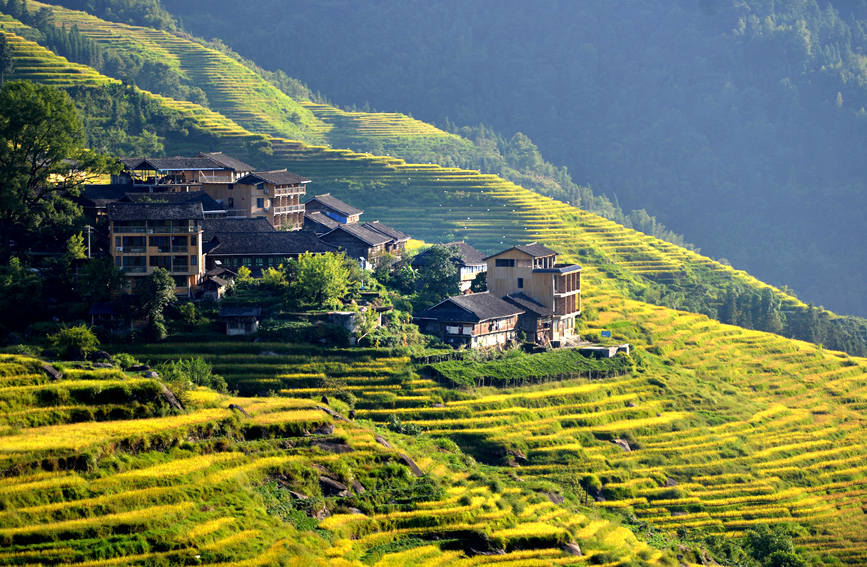 航拍龍脊村的梯田秋色。潘志祥攝  