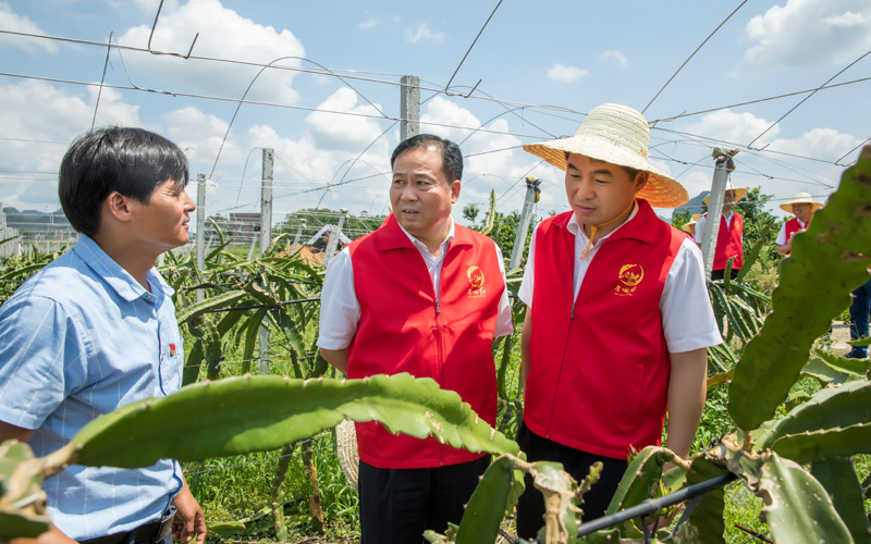 參觀大橋村委集體經(jīng)濟(jì)果園。