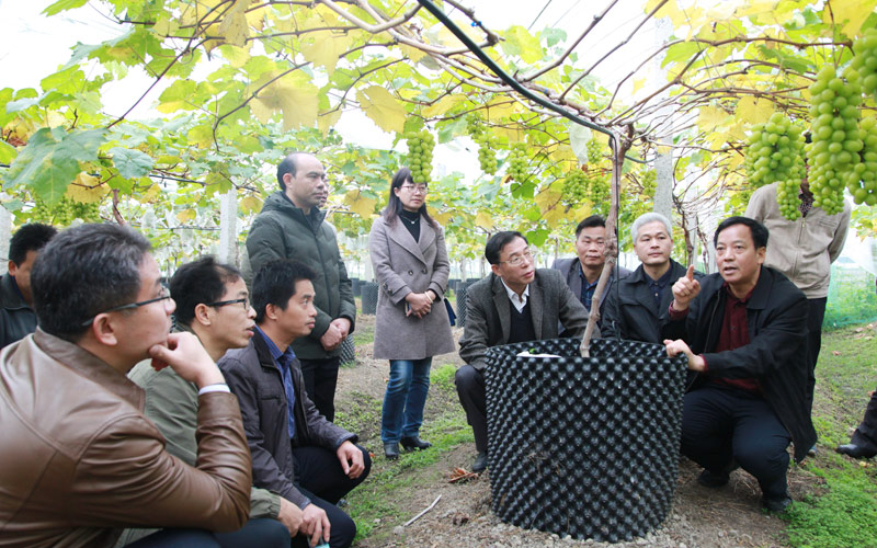 葡萄產業(yè)園。