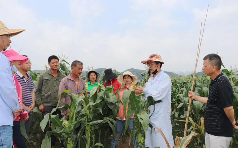 專(zhuān)家和種植戶(hù)交流、開(kāi)展技術(shù)指導(dǎo)。