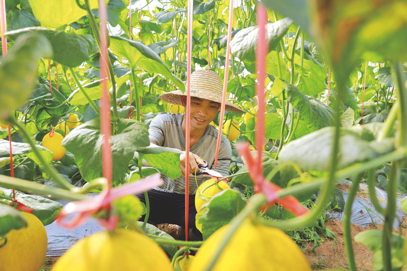 那云村村民正在采摘甜瓜。 南寧市鄉(xiāng)村振興局供圖