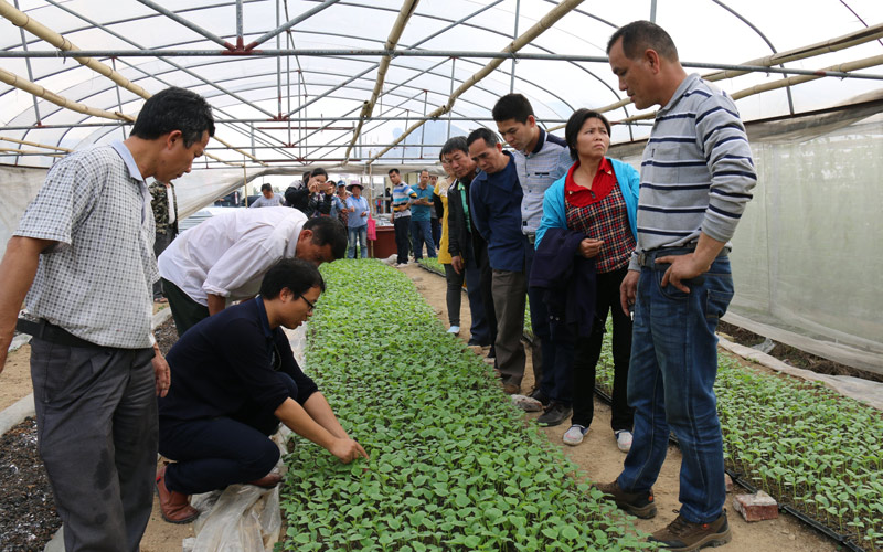 查看哈密瓜生長(zhǎng)情況。