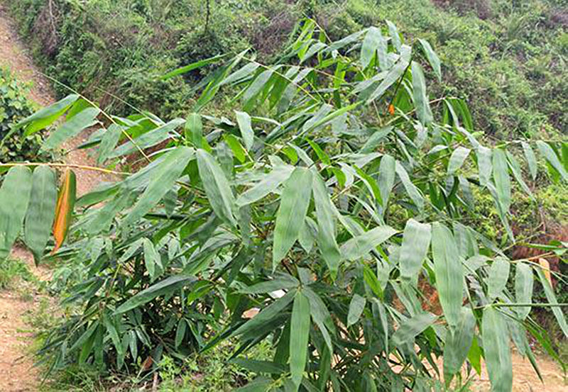 伏興村麻竹長勢良好。 南寧市鄉(xiāng)村振興局供圖