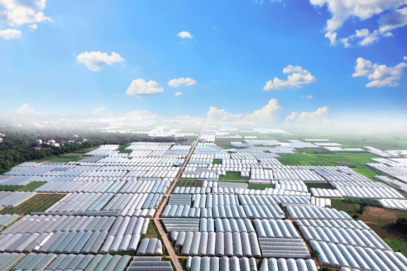 寧海村大棚鳥瞰圖。