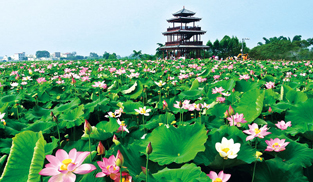 貴港市覃塘區(qū)覃塘街道姚山村 三江交匯，荷香縈繞，糧漁共作，生態(tài)尤美。她立足本土特色，在鞏固拓展脫貧攻堅(jiān)成果同鄉(xiāng)村振興有效銜接的道路上大力發(fā)展產(chǎn)業(yè)、深化改革，實(shí)現(xiàn)了從千年古村寨到壯美鄉(xiāng)村的華麗轉(zhuǎn)身，成為鄉(xiāng)村振興卷軸上耀眼的明星。[詳細(xì)] 
